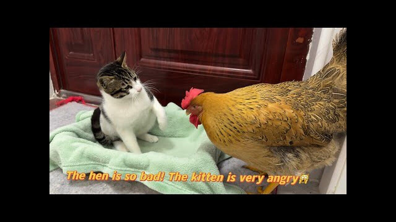 Hens are so bad!  The hen wants to sleep with the kitten.  Kitten is angry 💢Cute and interesting