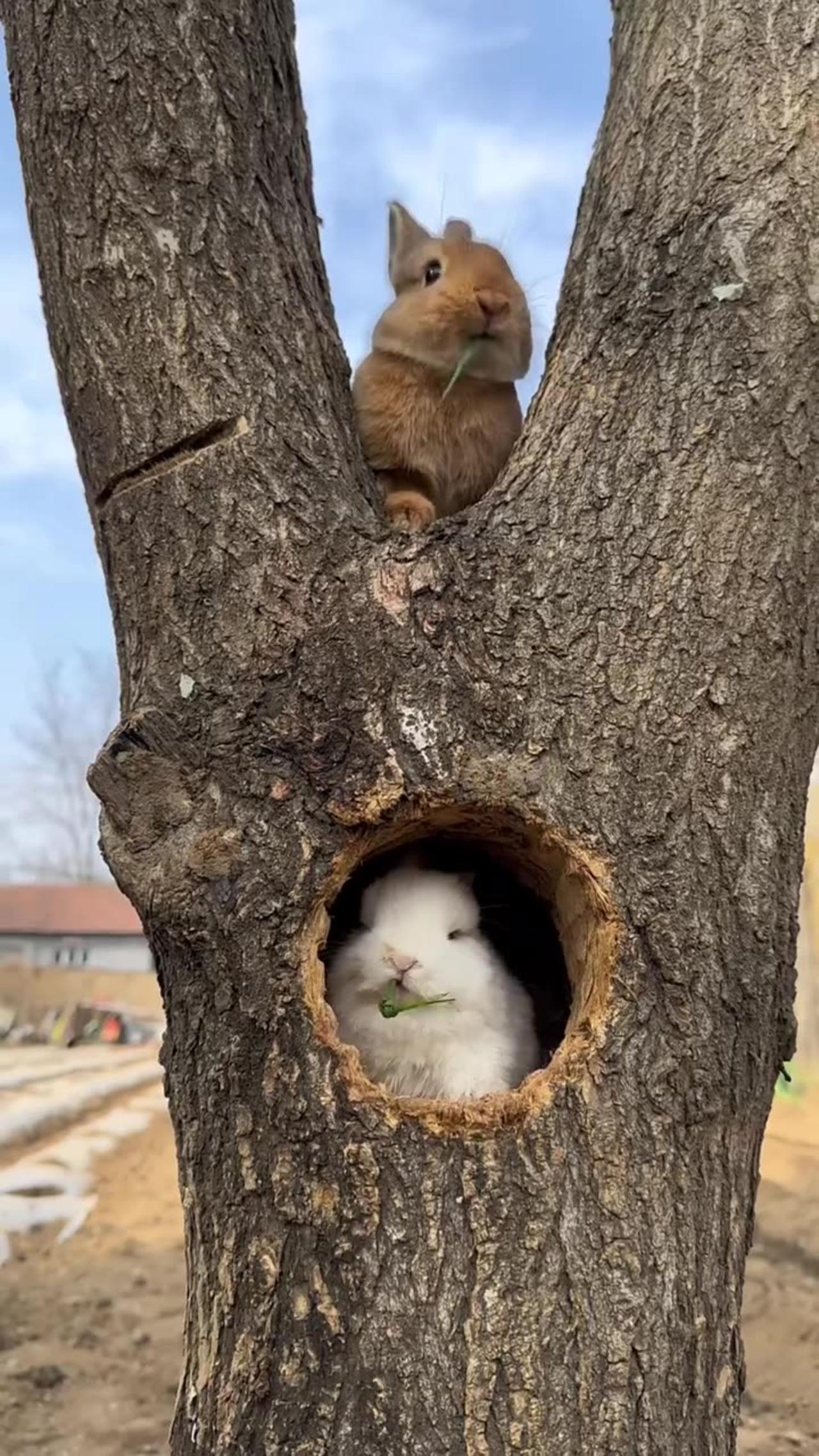 Bunny tug of war cute pet rabbit One News Page VIDEO