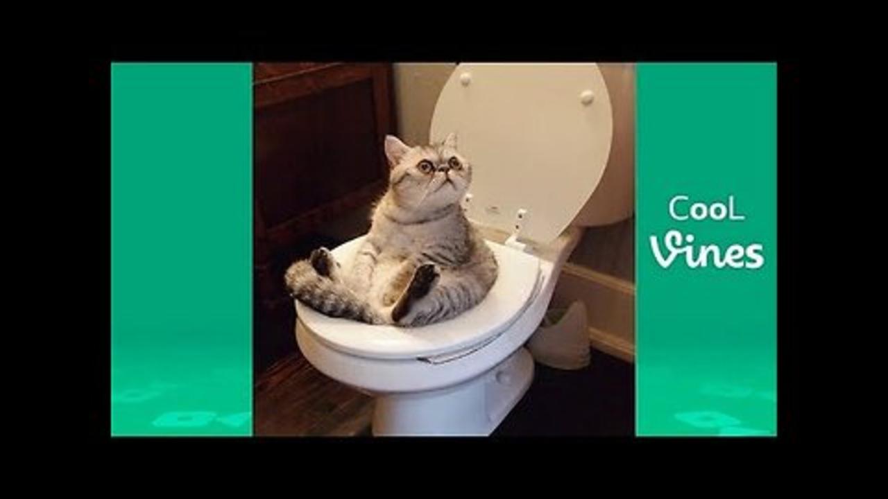 Try Not To Laugh Challenge - Funny Cat & Dog Vines compilation 2017