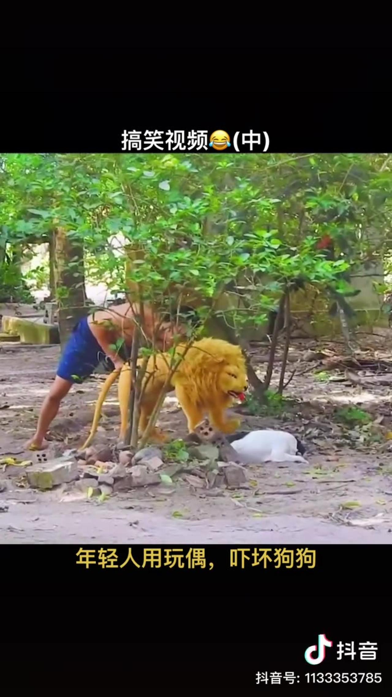 Lion prank with dog One News Page VIDEO