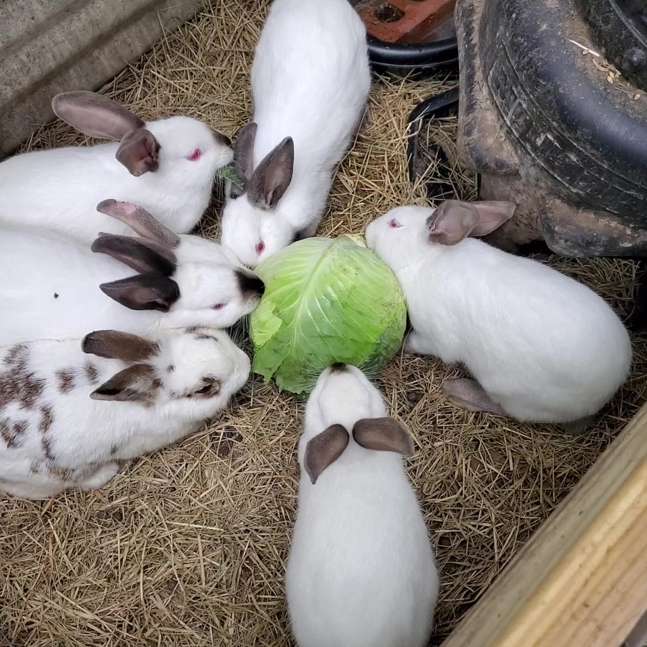 Rabbits eating cabbage One News Page VIDEO