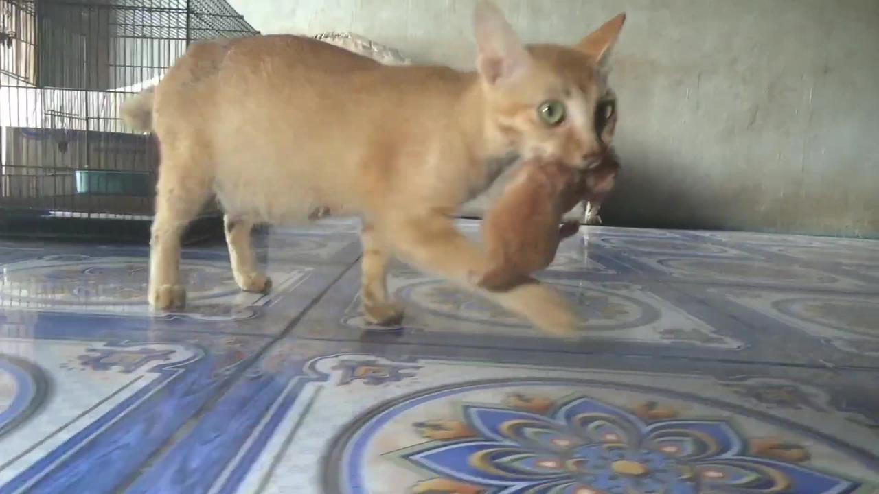 Mother cat "eats" her kitten One News Page VIDEO