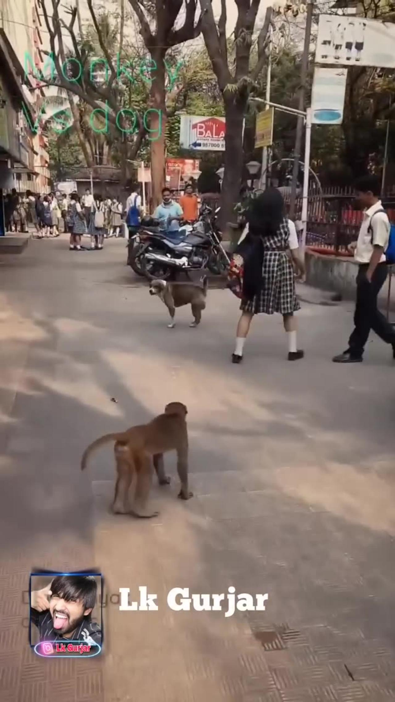 Monkey Vs Dog 7 🤣 #shorts #monkey #comedy