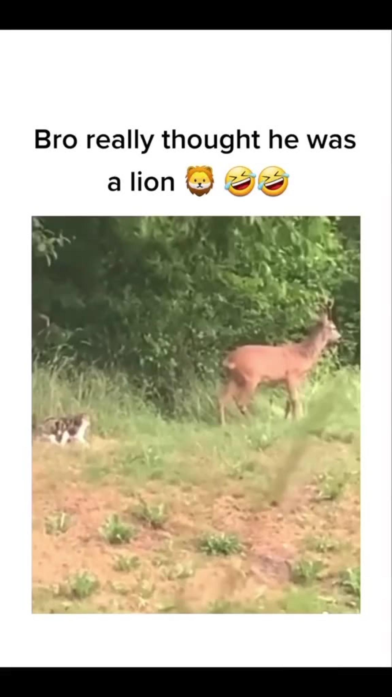 Cats thinks its a lion and attacks a deer 🤣 One News Page VIDEO