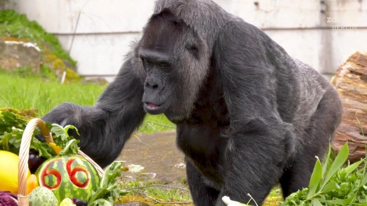Watch the Oldest Gorilla in World Celebrate Its 66th Birthday