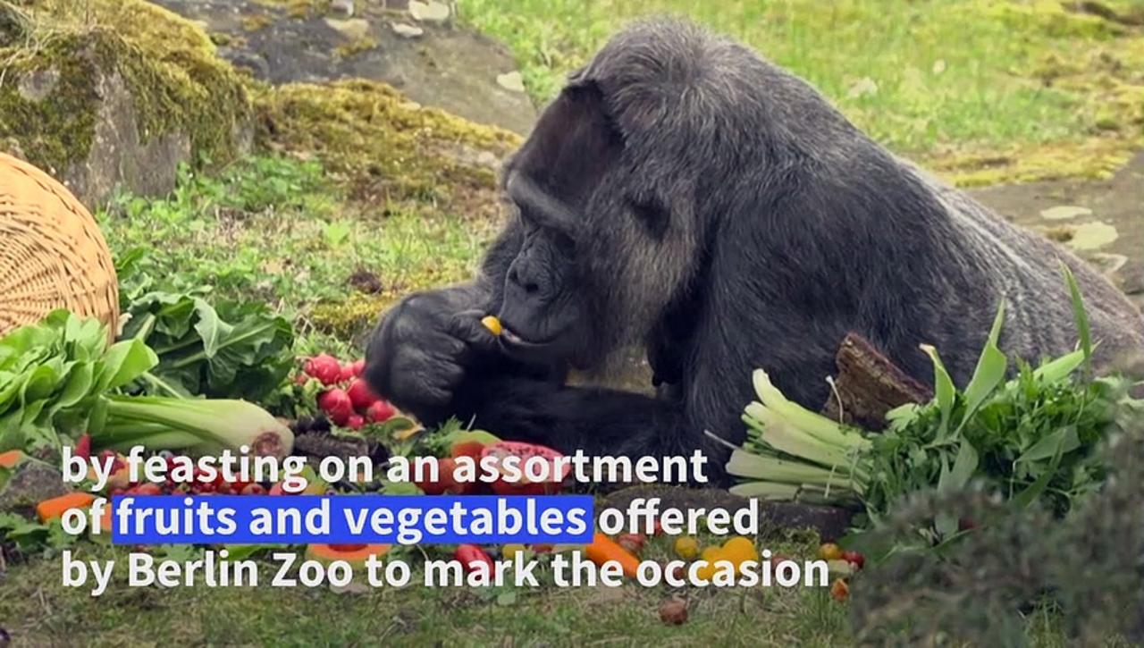 World's oldest gorilla in captivity celebrates her 66th birthday at Berlin Zoo
