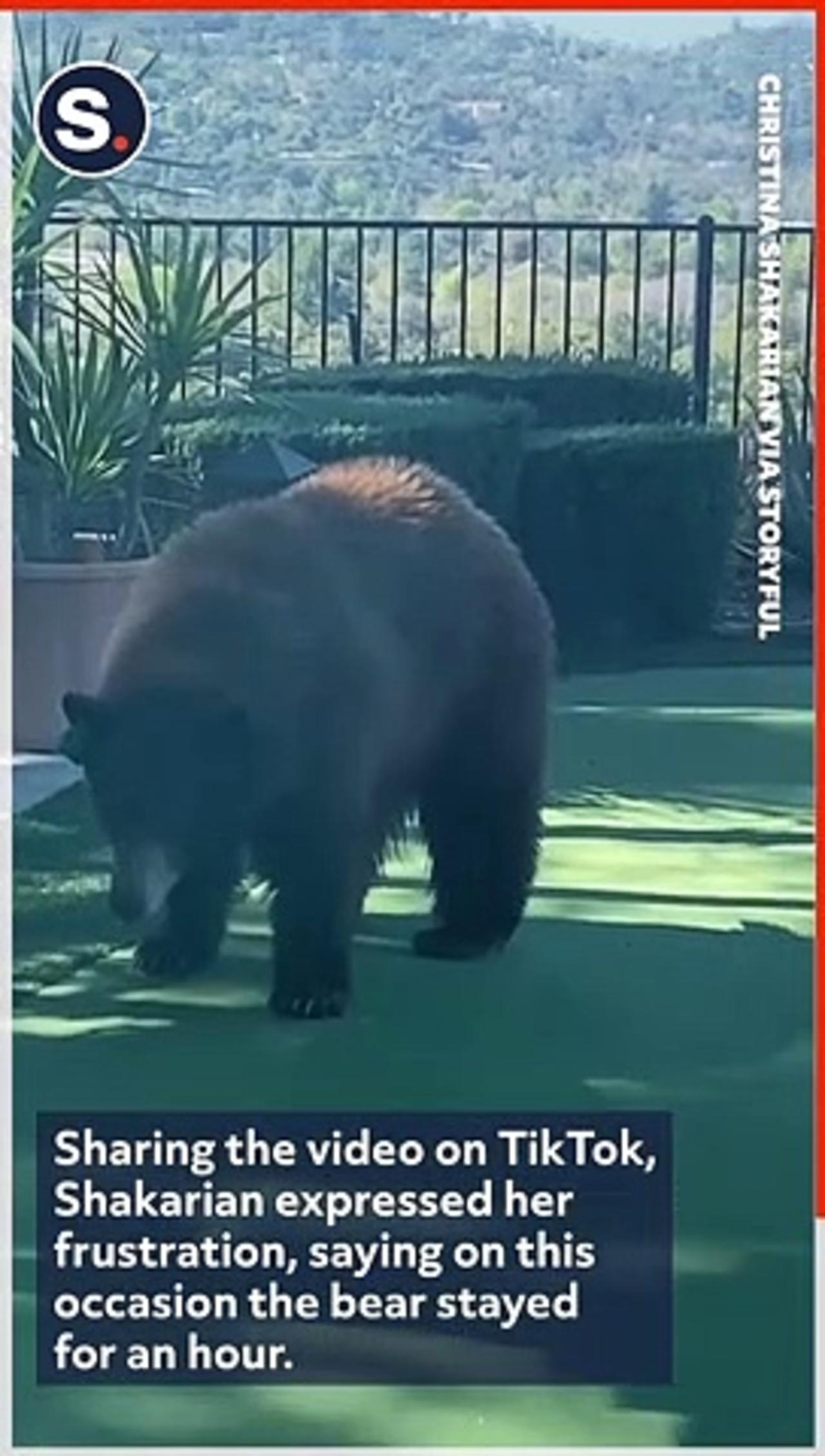 Bear Invades Backyard, Lounges by Pool in One News Page VIDEO