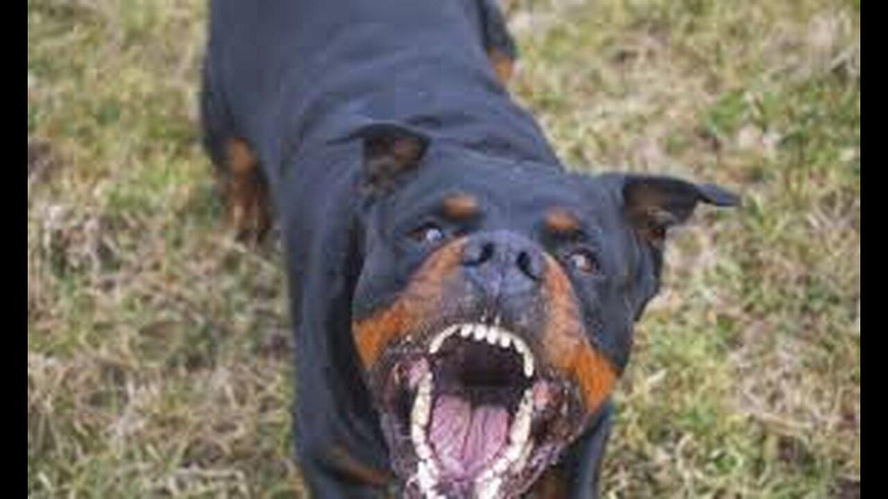 Most dangerous and deadliest Dogs in the World!
