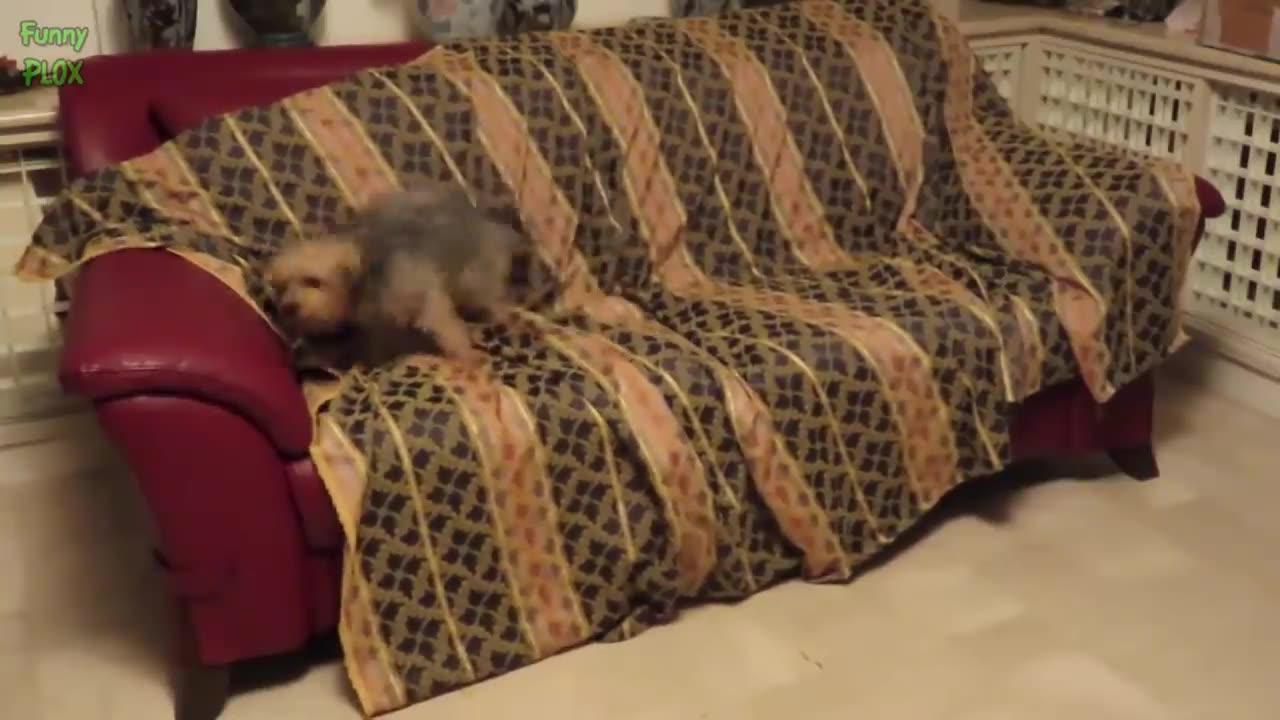 Funniest video of dogs and cats one news page video