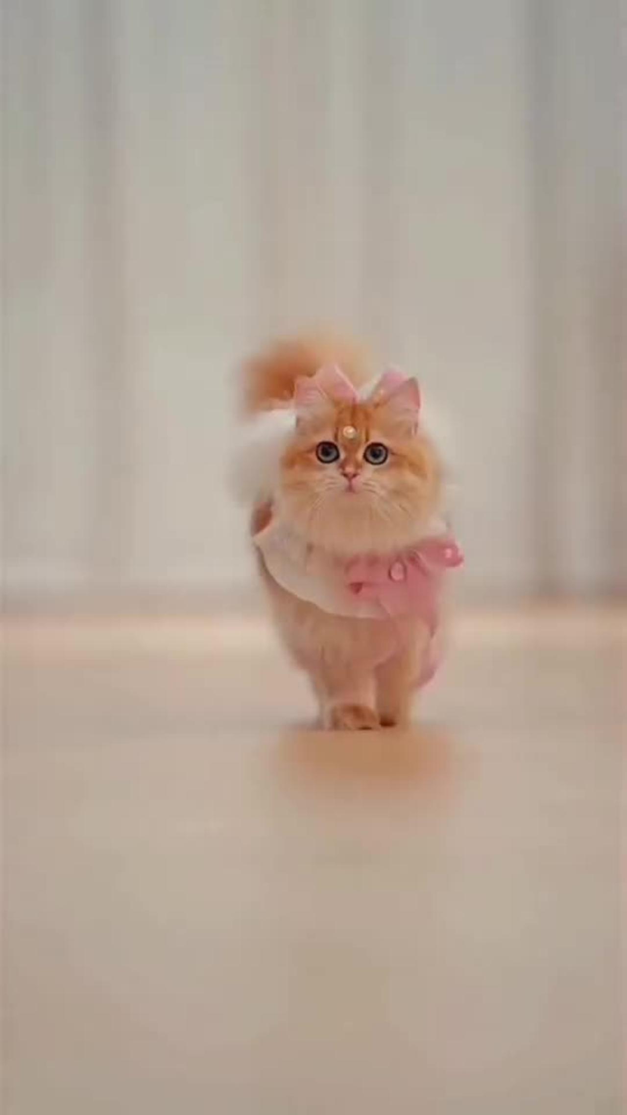 cute cat walk - One News Page VIDEO