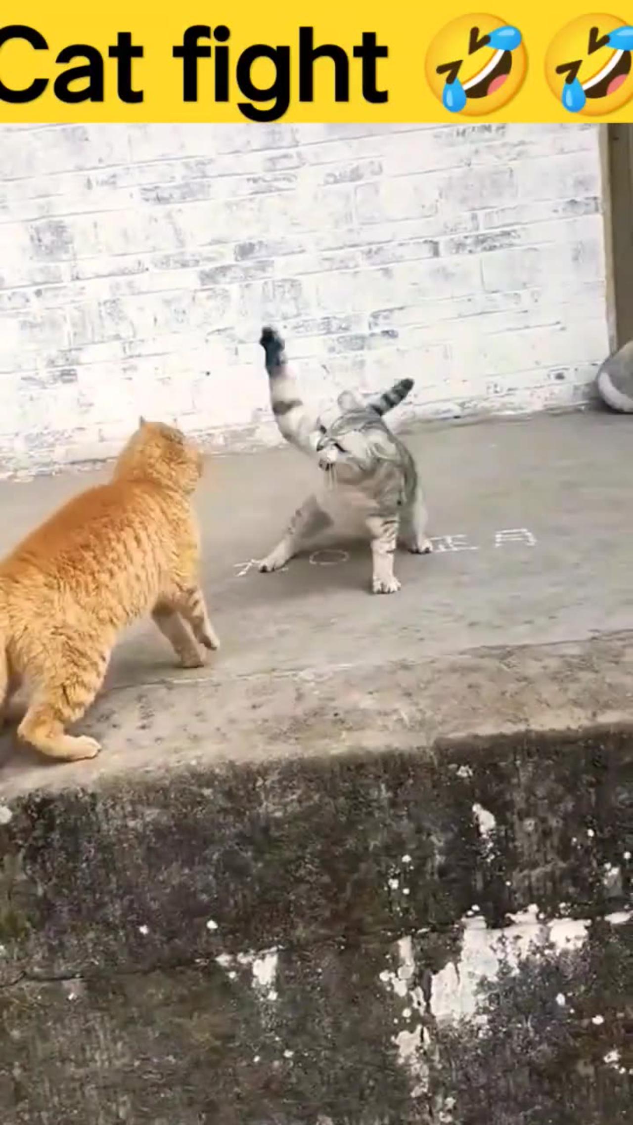 Cats fight One News Page VIDEO