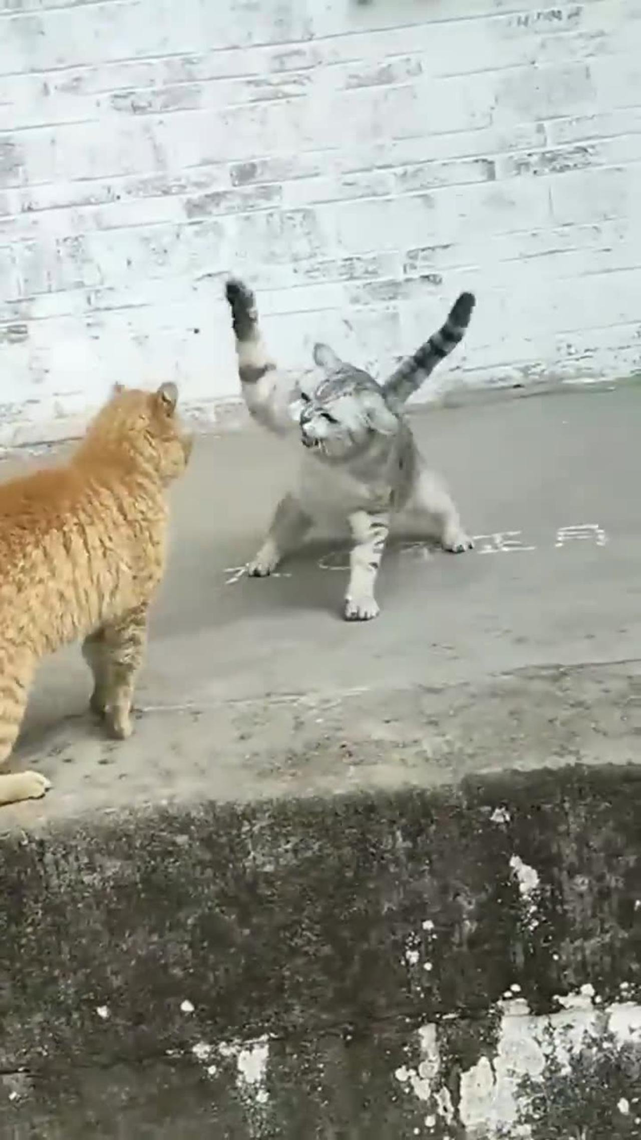 Fight two cutiest cats
