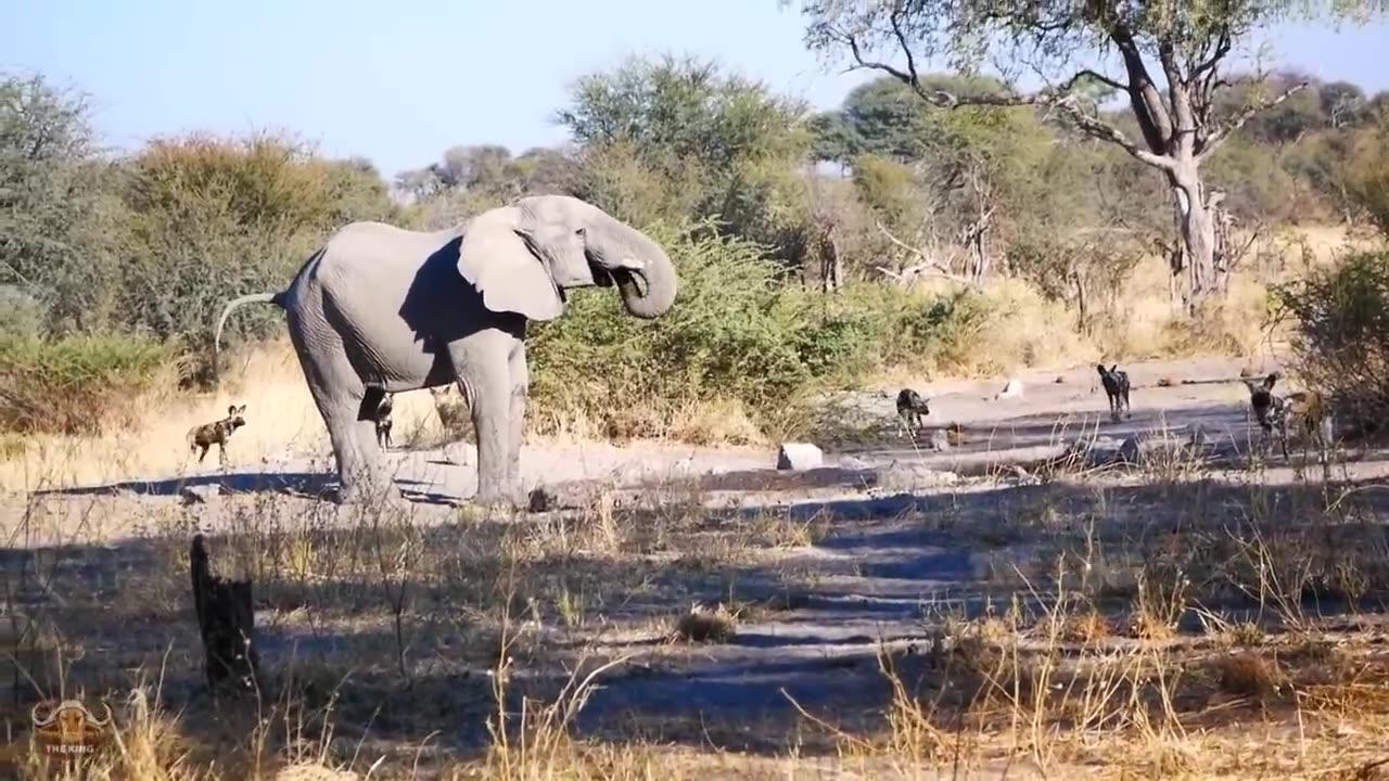 How Do Elephants Protect Babies From Aggressive One News Page VIDEO