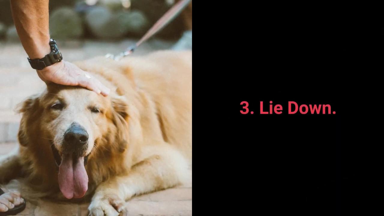 Dog training at home part 1 how to train your One News Page VIDEO