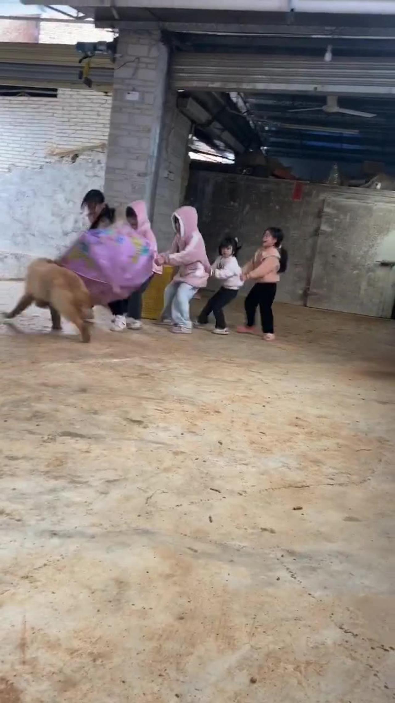 Dog attack children One News Page VIDEO