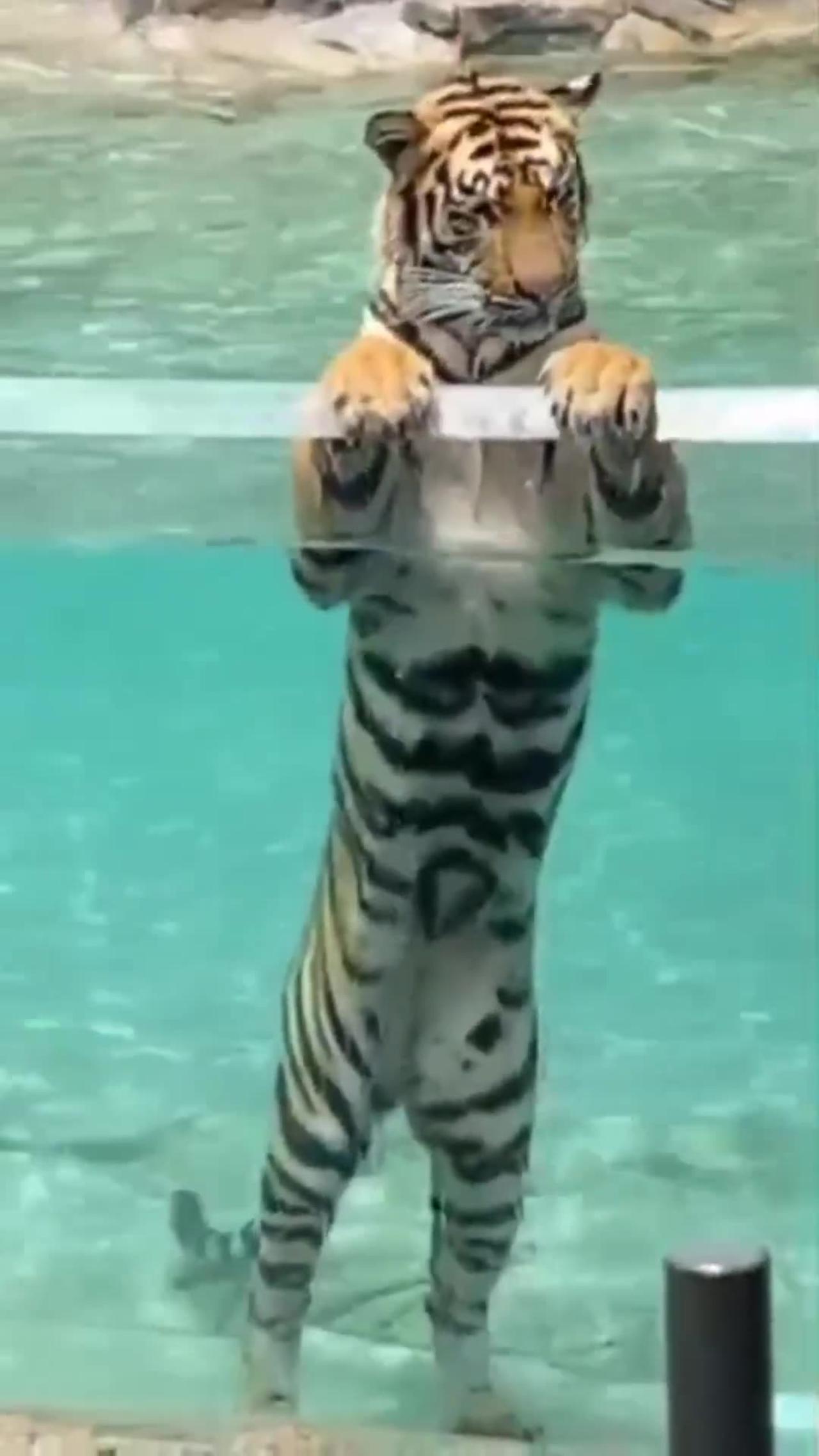 Big stripes in Funny Animals Shorts 202 viral cat in pool video makes cats, dogs, and pets giggle.