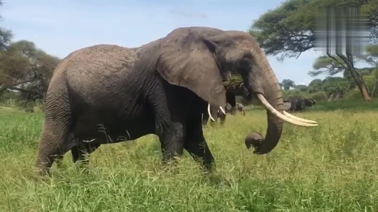 Big beautiful african elephant in natural pasture ll aniaml videos