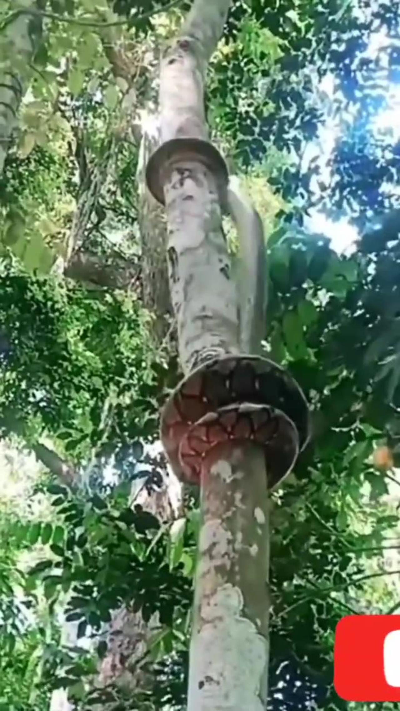 Python climbing tree - One News Page VIDEO