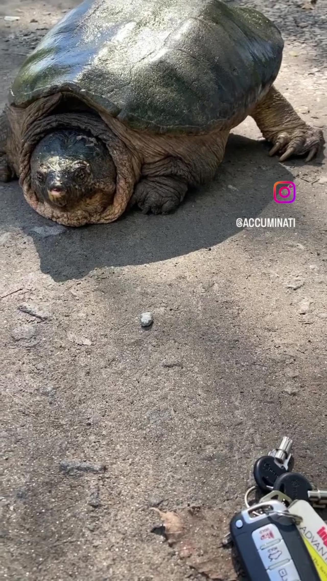 Escaped tortoise back safe in the lagoon, up - One News Page VIDEO