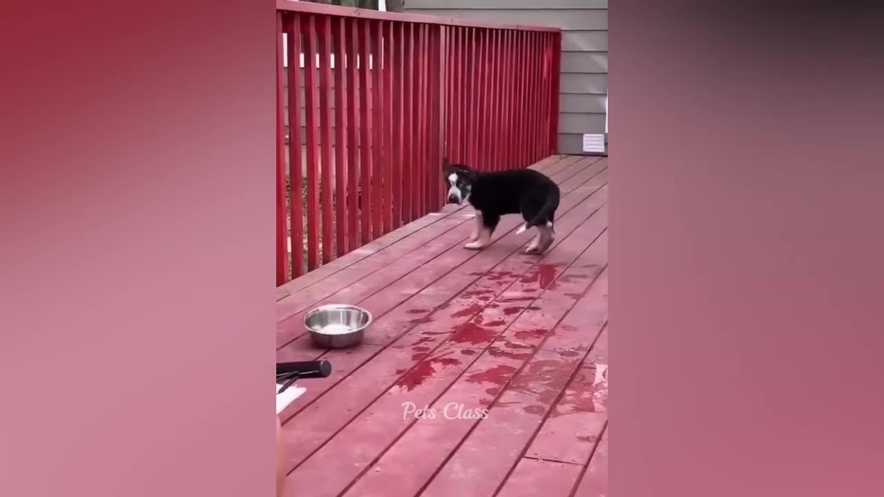 Funny Video Clips One News Page VIDEO