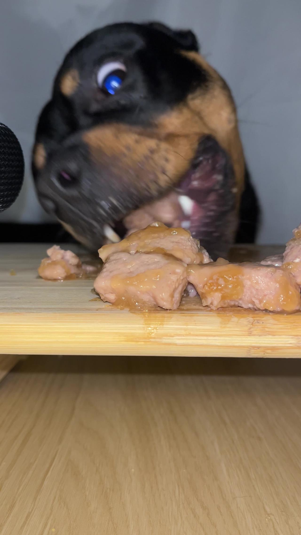 Cute Dog Eats Raw Beef ASMR #viral #trending