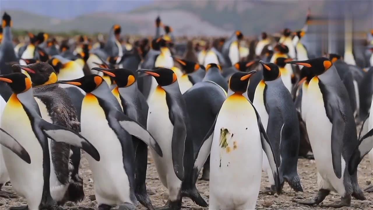 Beautiful penguin's bird walking on the beach ll beautiful birds and animal videos