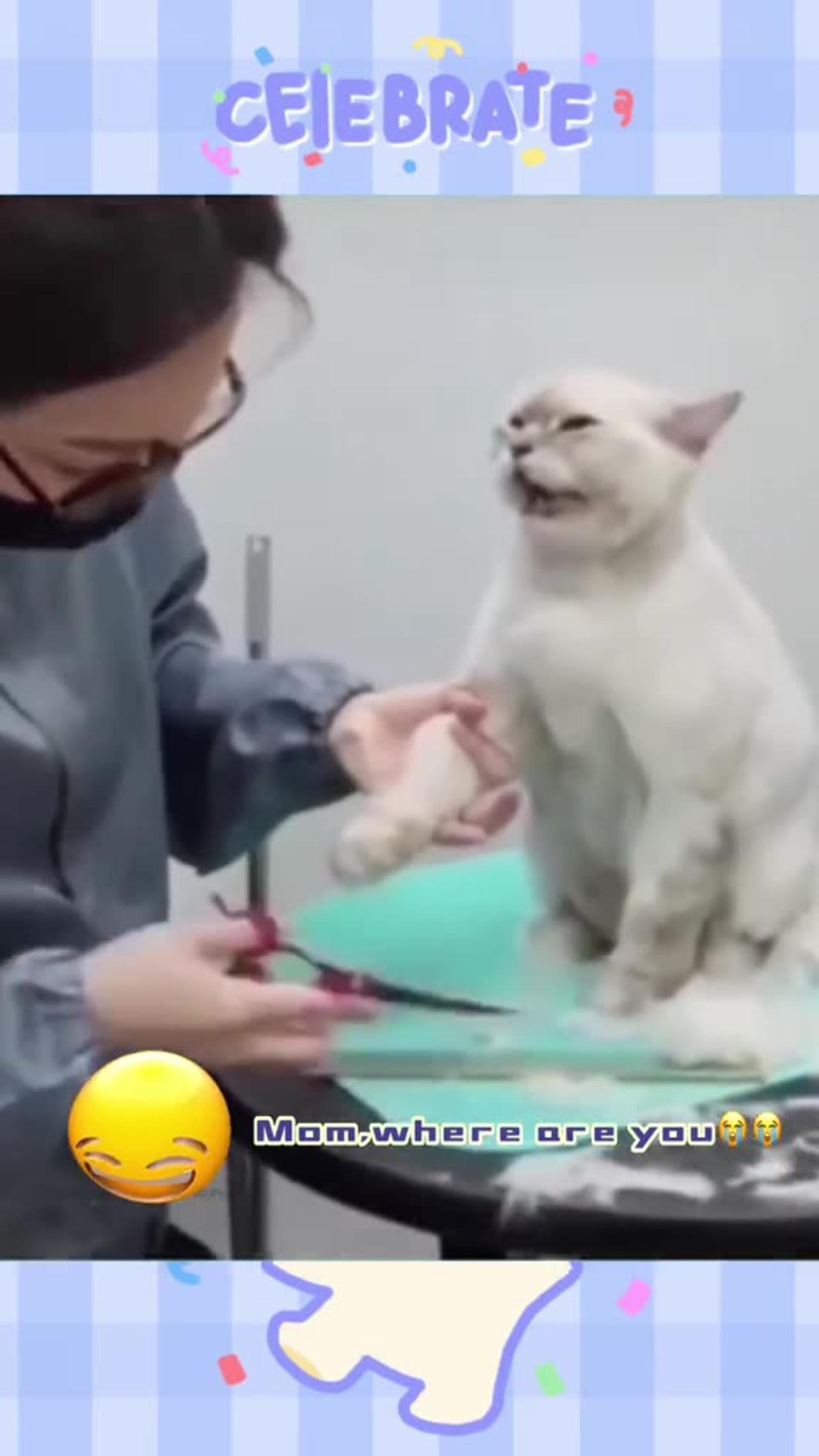 Cat momo come back, most popular funny video pet's animal video