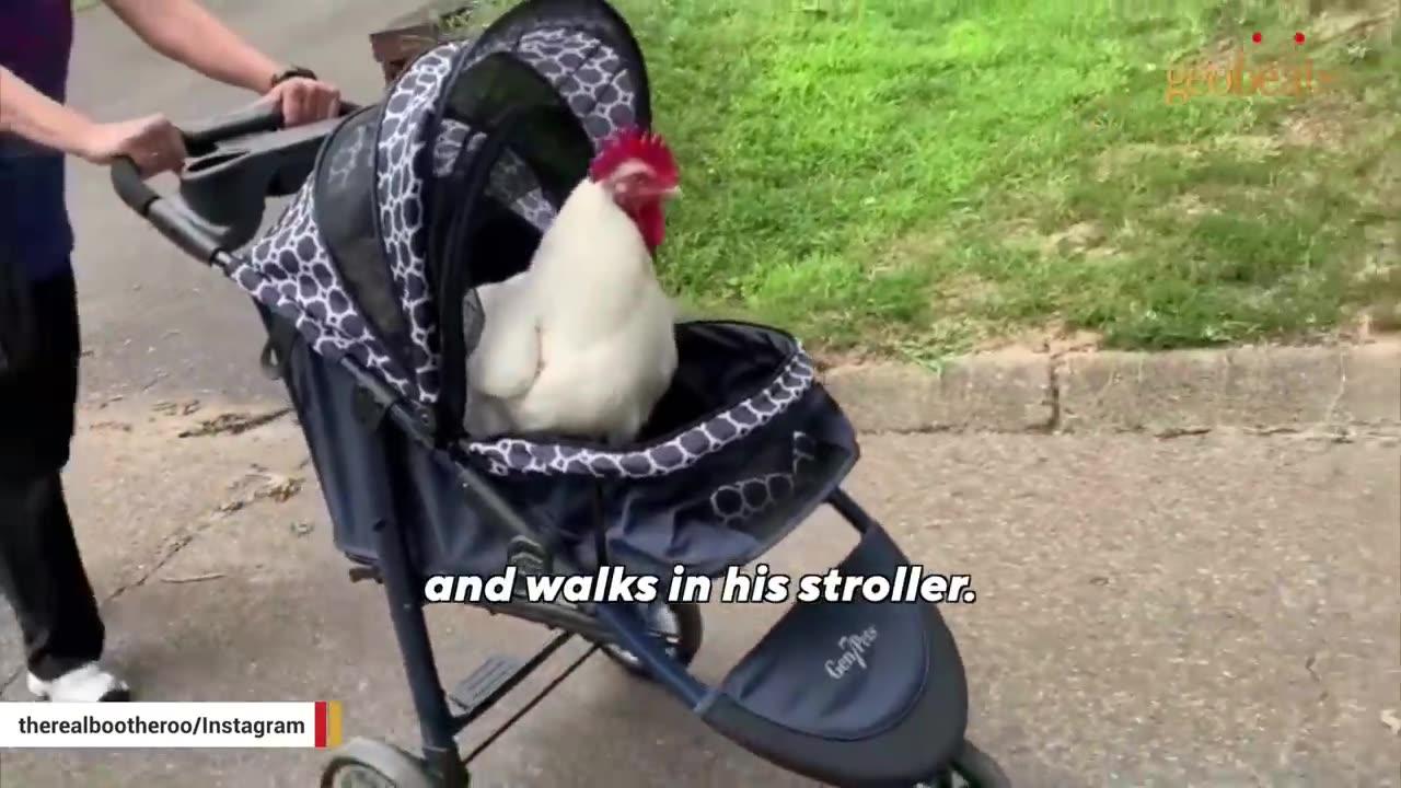 Chicken raised for meat is convinced he's a dog