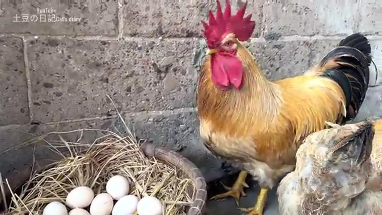 The rooster helps the hen hatch the eggs 2023