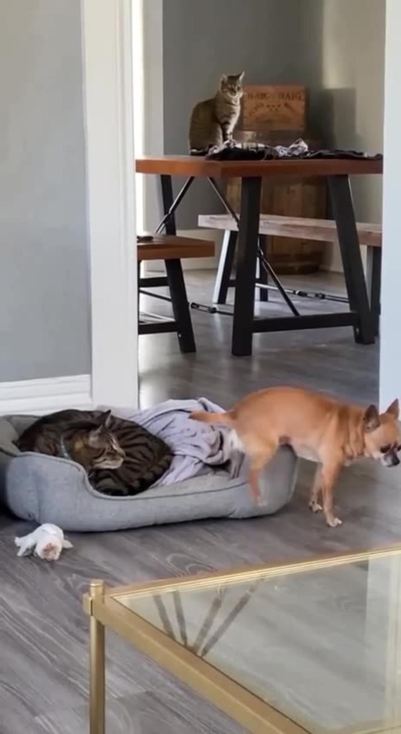 cat vs dog One News Page VIDEO