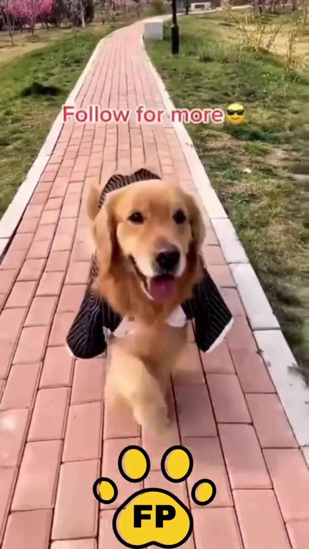 Funny Dog Videos try not to laugh - Cute DOG go to catwalk #short 2023
