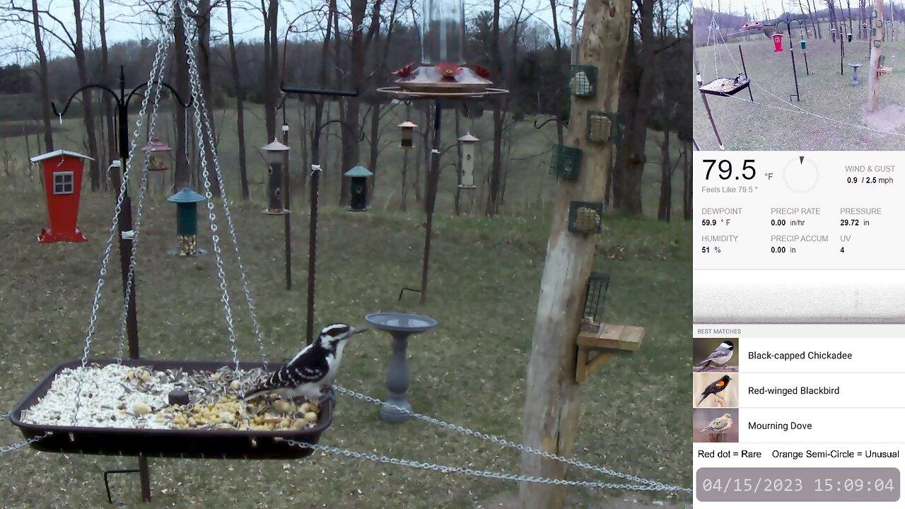Rural Bird Feeders Live w/ Bird ID and Night One News Page VIDEO
