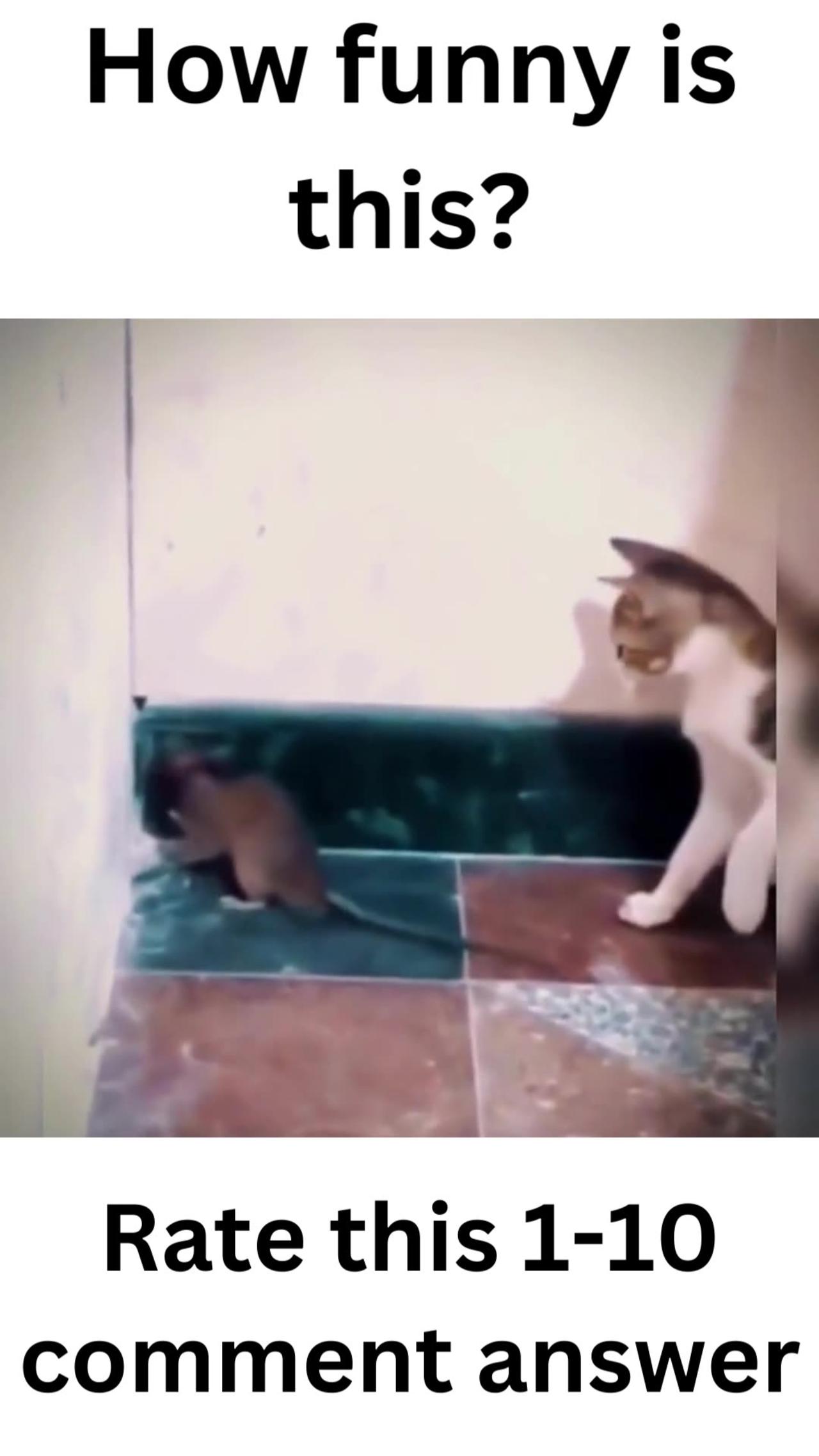 very funny cats and mouse😻😾 !funny animal videos 2023!animal lovers! #shorts #viral #funny #animals