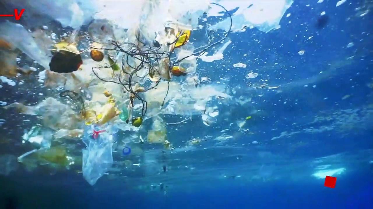 The Great Pacific Garbage Patch Has Created a Unique Ocean Ecosystem Where Coastal and Open Ocean Animals Coexist