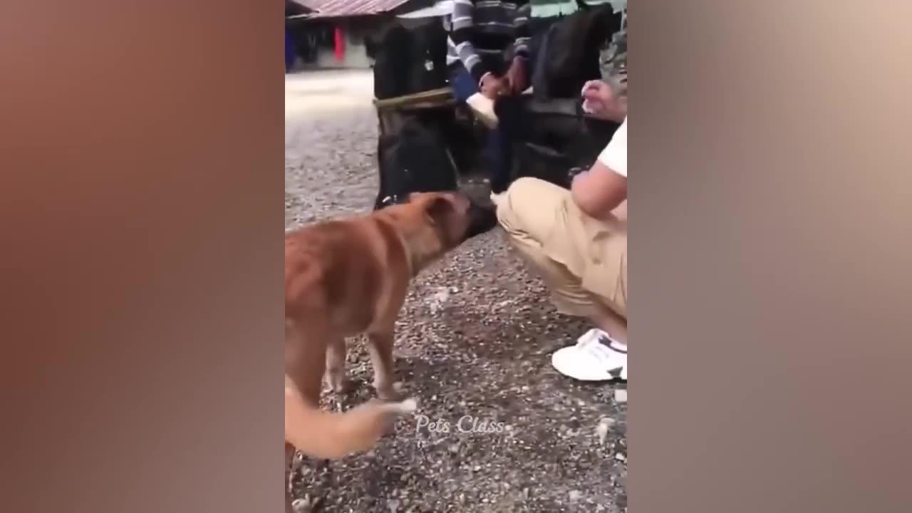 funniest-animals-2023-dogs-videos-one-news-page-video