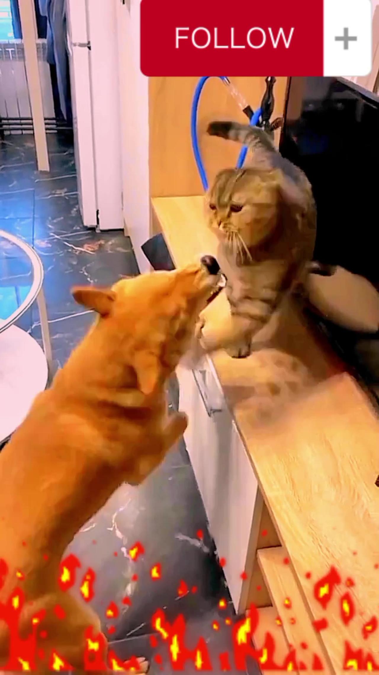 Fight between dog🐕 vs Cat🐈. Fully Entertaining Video! #rumble #fun #funny #animal