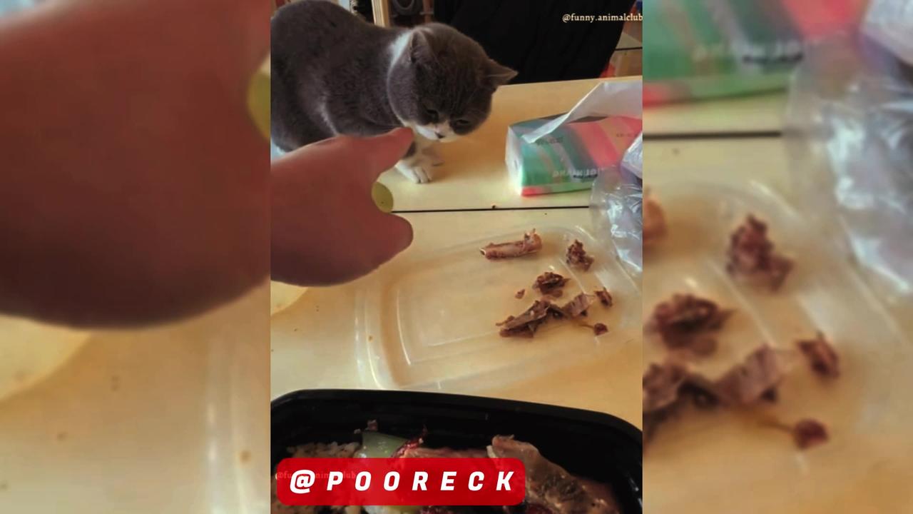 Cat falls off sofa in attempt to catch fly - One News Page VIDEO