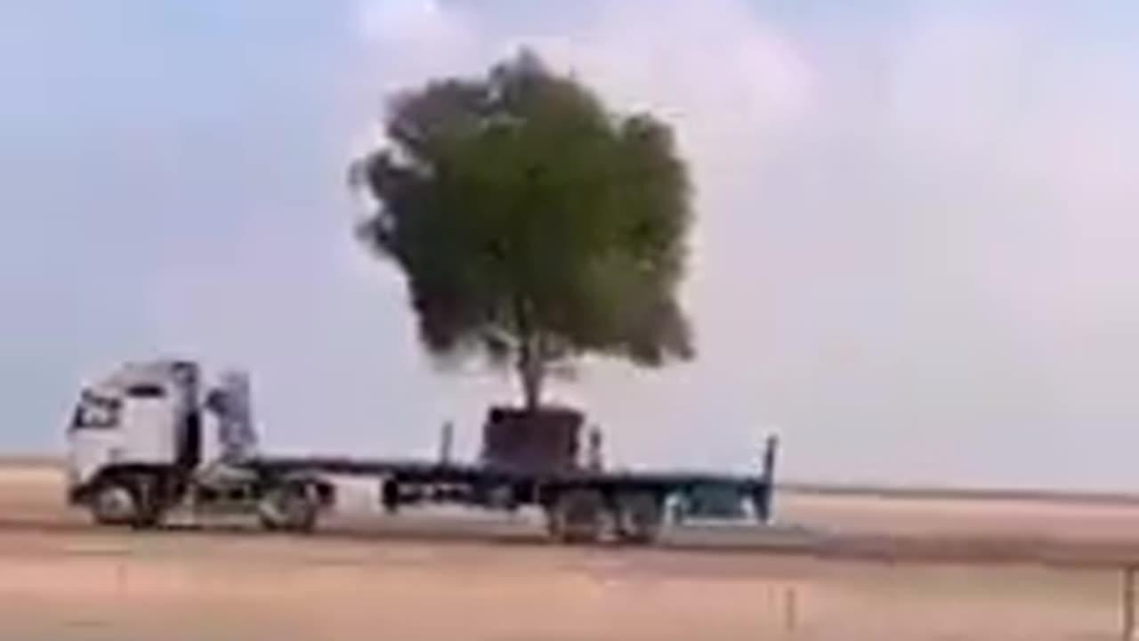 stolen trees yemen 2022