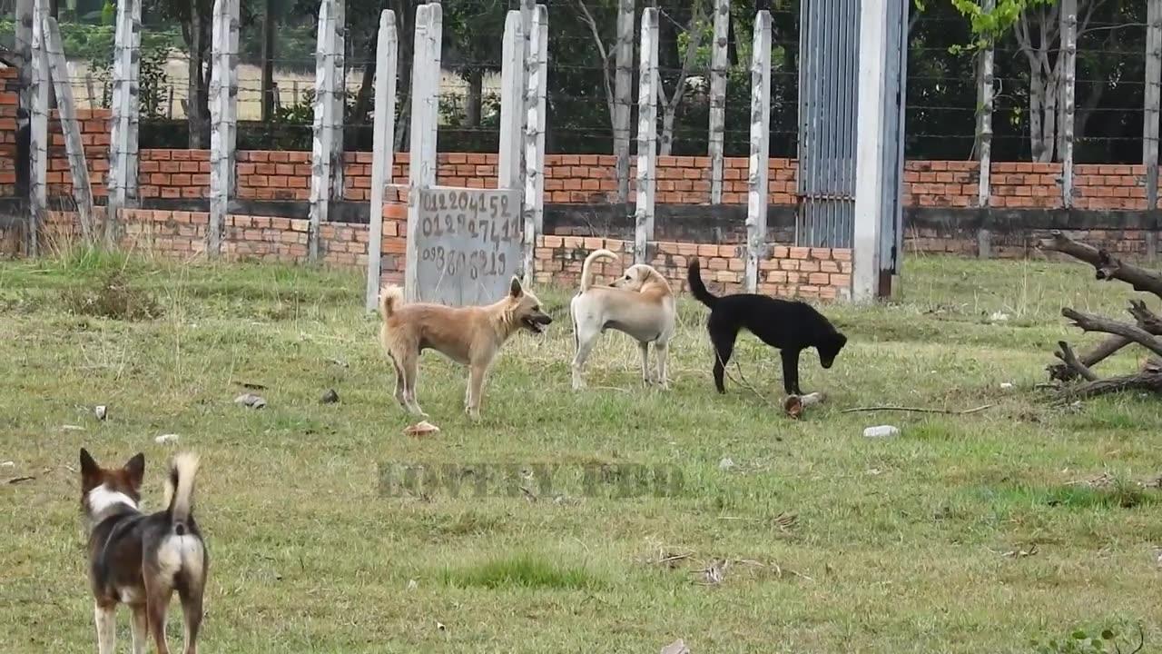 Village dog!! Black Labrador Retriever Vs German Shepherd Dog Near Home