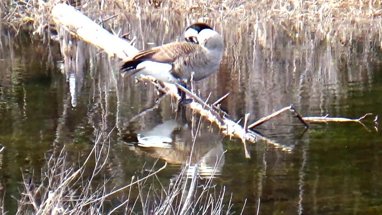 Canada Goose