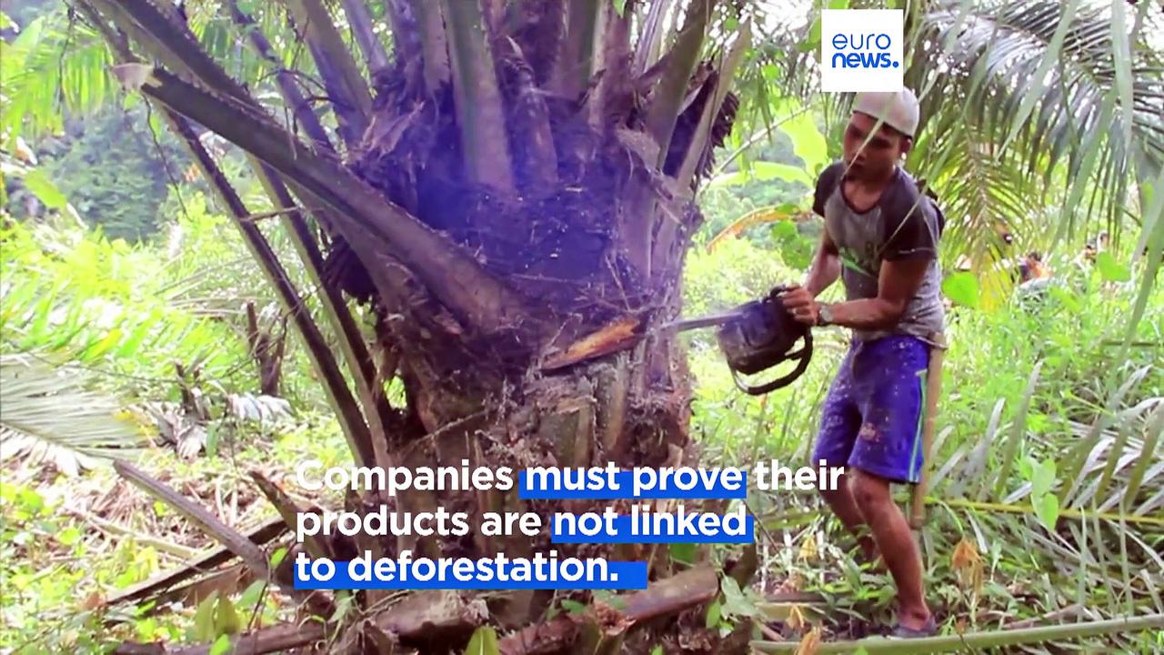 European Parliament approves law ensuring EU products are deforestation-free