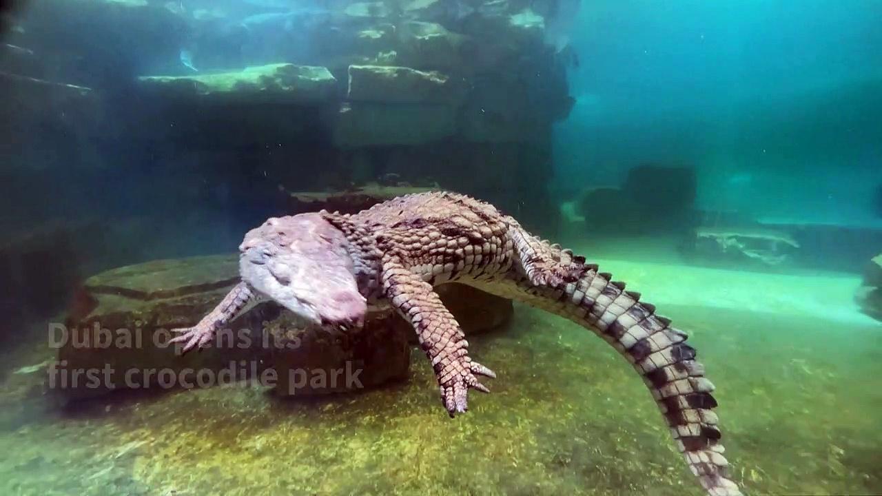 Dubai opens its first crocodile park
