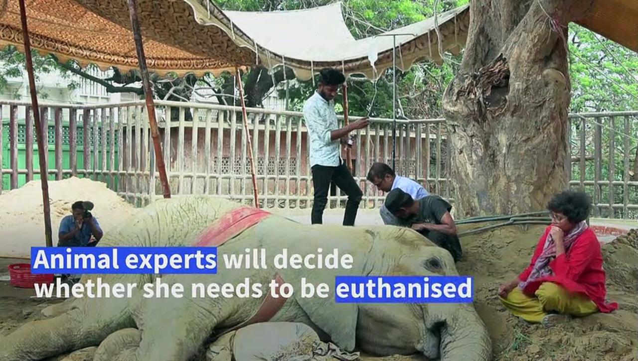 Ailing Pakistan elephant may be euthanised after collapsing