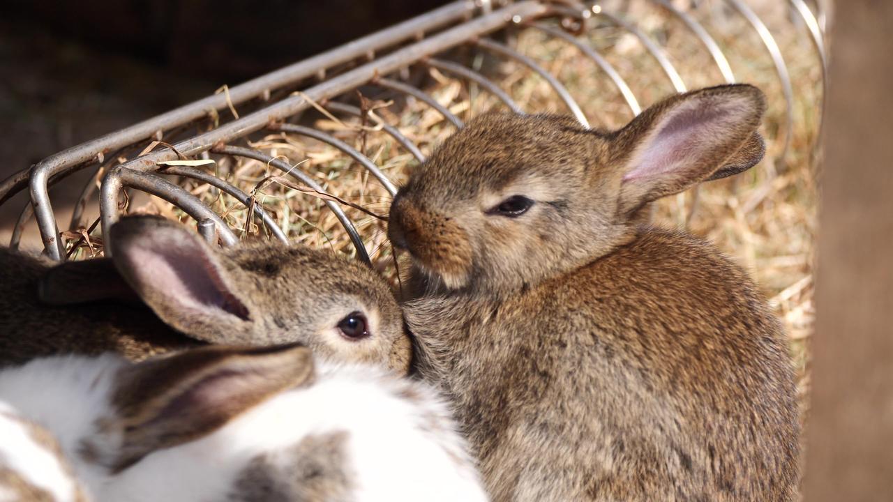 Cute Rabbits Playing One News Page VIDEO
