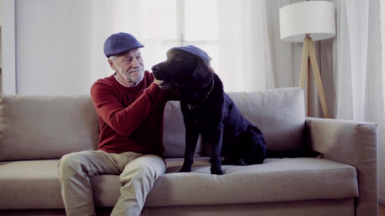 Minimize Your Pet Hair With These Simple Tips! One News Page VIDEO