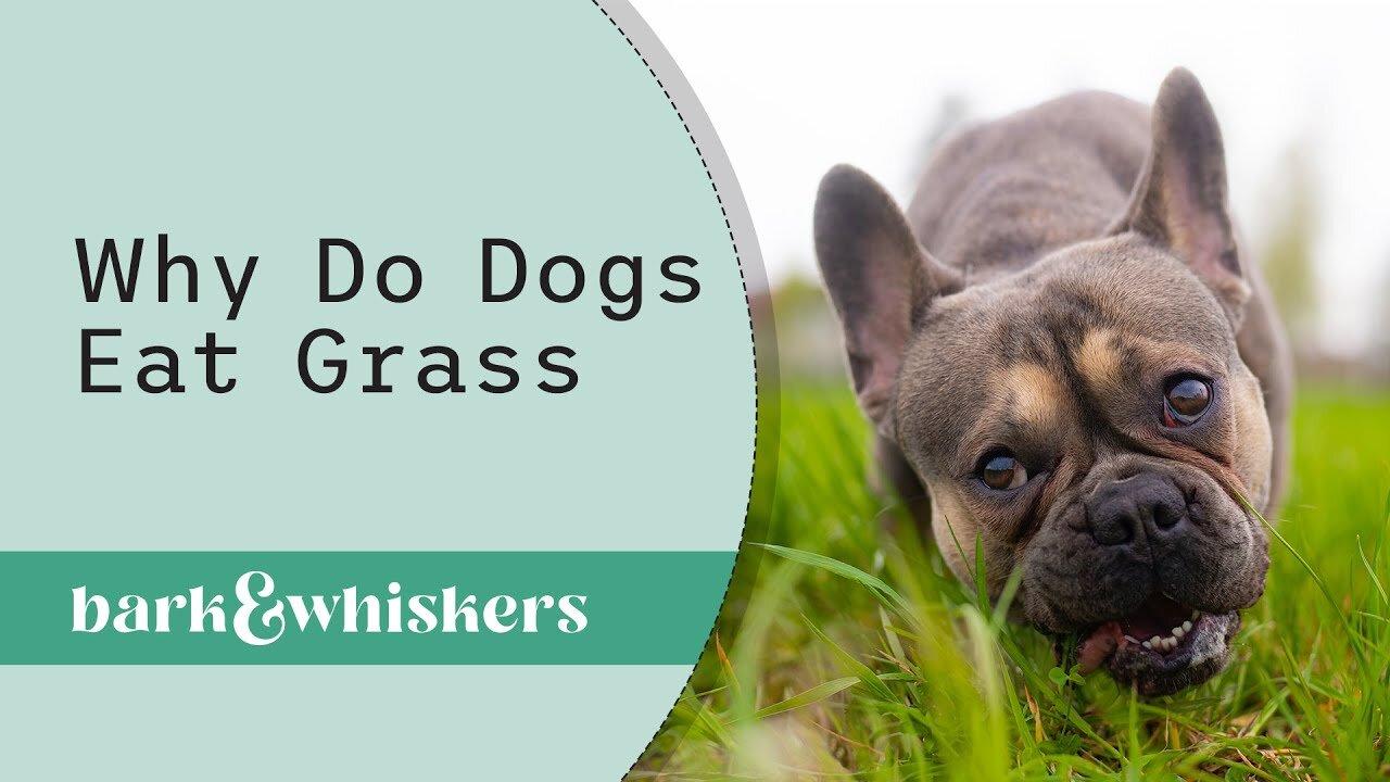 Why Do Dogs Eat Grass? One News Page VIDEO