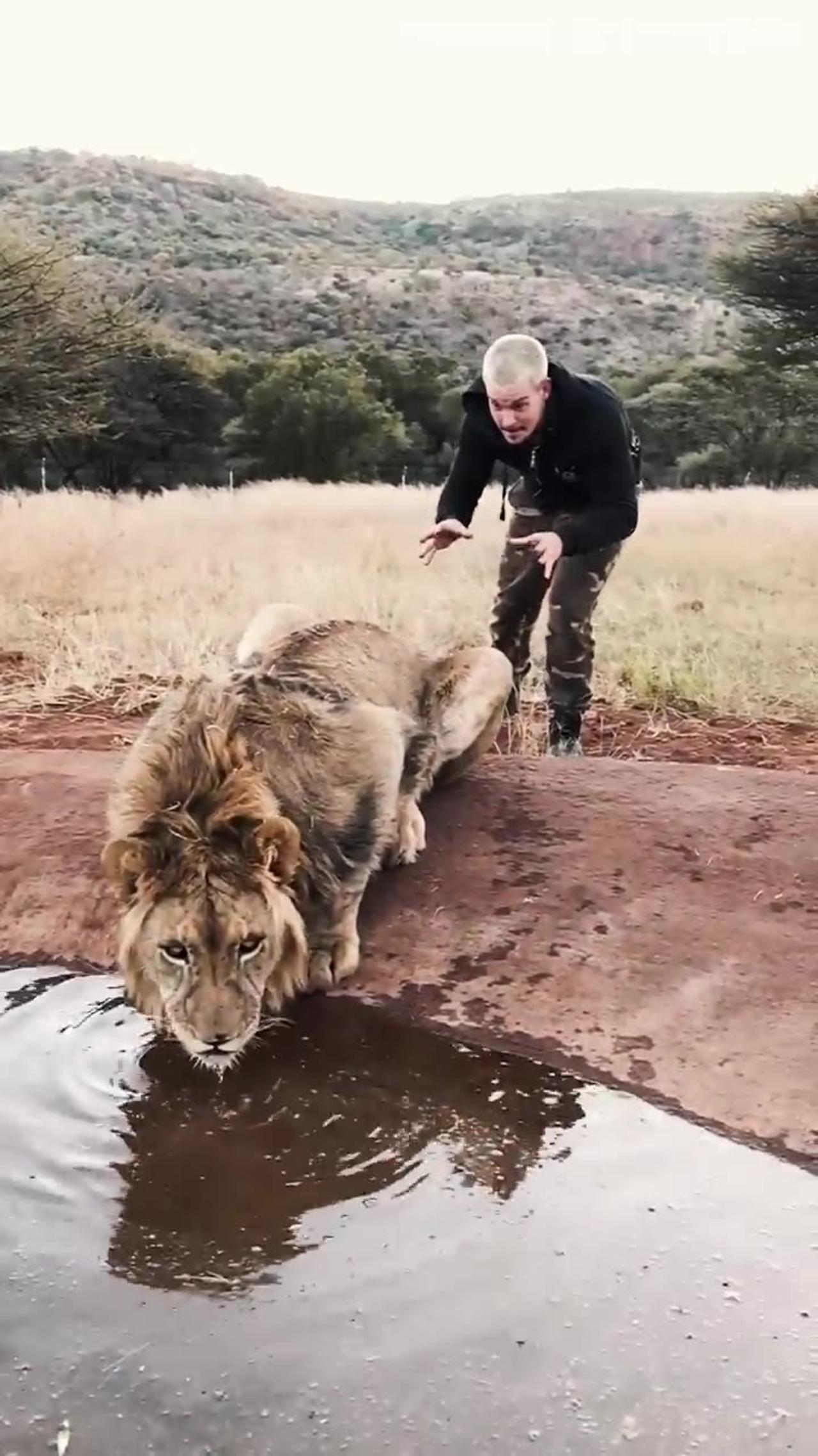 Lion King 👑😱😱😱