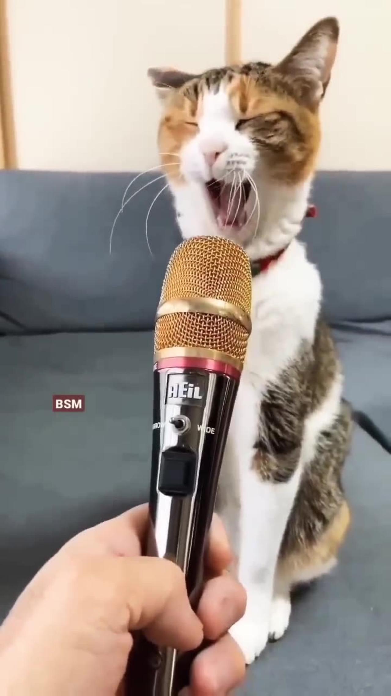 Cute cat singing 🐈🤩 - One News Page VIDEO