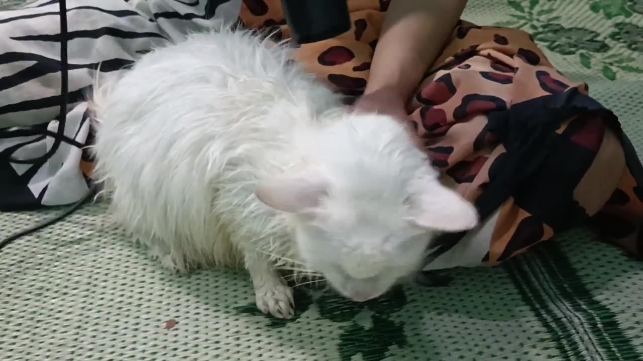 Mom Cat First Baths After Giving Birth And One News Page VIDEO
