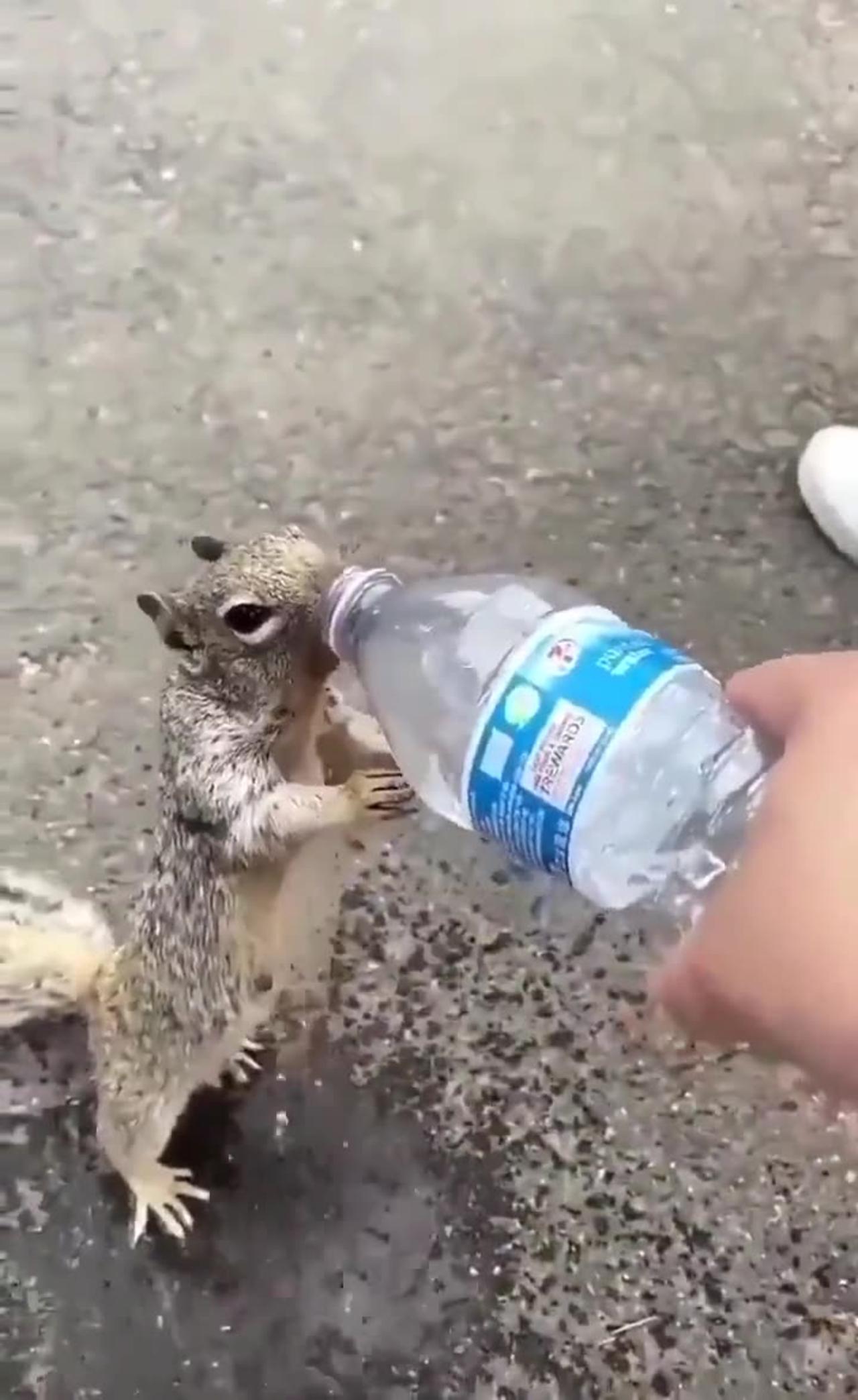 Give water to animals in summer - One News Page VIDEO